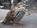 Vogel im Central Park