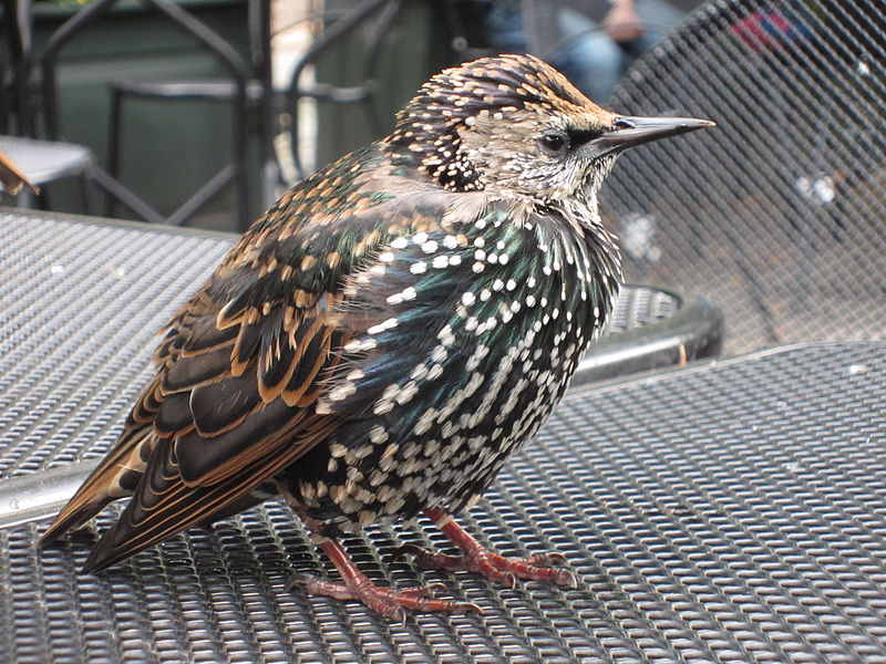 File:Bird Central Park NewYork 2.jpg