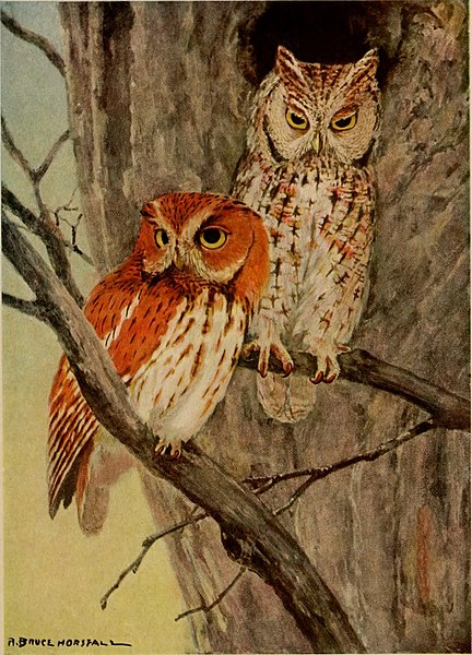 File:Birds of North Carolina (1919) (14732262496).jpg