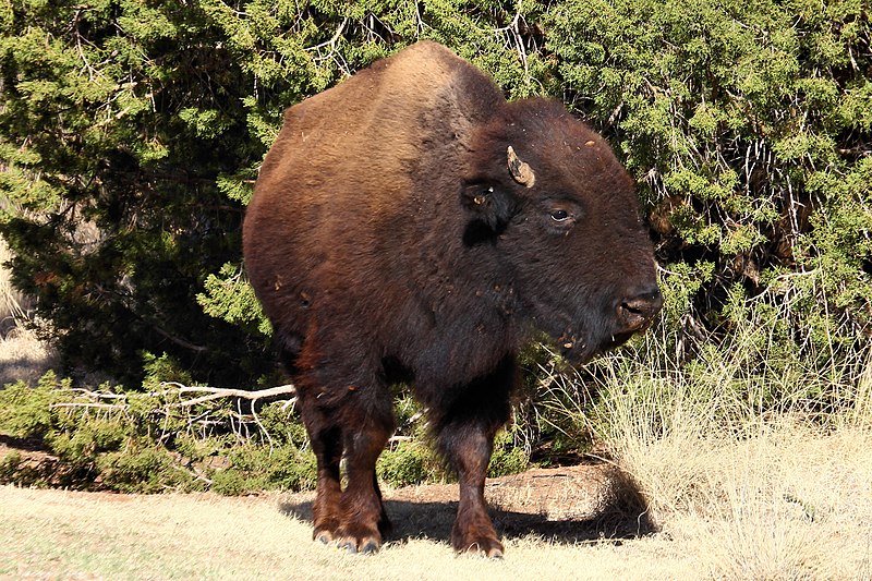 File:Bison in Caprock Canyons State Park Texas.jpg