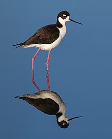 Hitam berleher Panggung (Himantopus mexicanus), Corte Madera.jpg