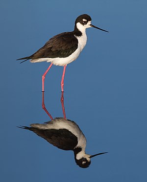 Black-necked Stilt (Himantopus mexicanus) near Corte Madera, California.