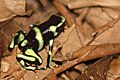 Black and green poison dart frog (Dendrobates auratu) juvenile.jpg