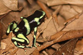 Frog, Black and green poison dart (juvenile)