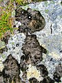 Black stuff on rocks Lille Malene hike near Nuuk Greenland.jpg