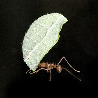 <i>Atta colombica</i> Species of ant