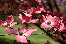 Flowering Dogwood (Cornus florida) Blooms-spring-pink-flowers - West Virginia - ForestWander.jpg