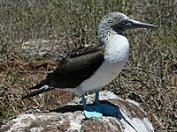 Booby, Blue-footed Sula nebouxii