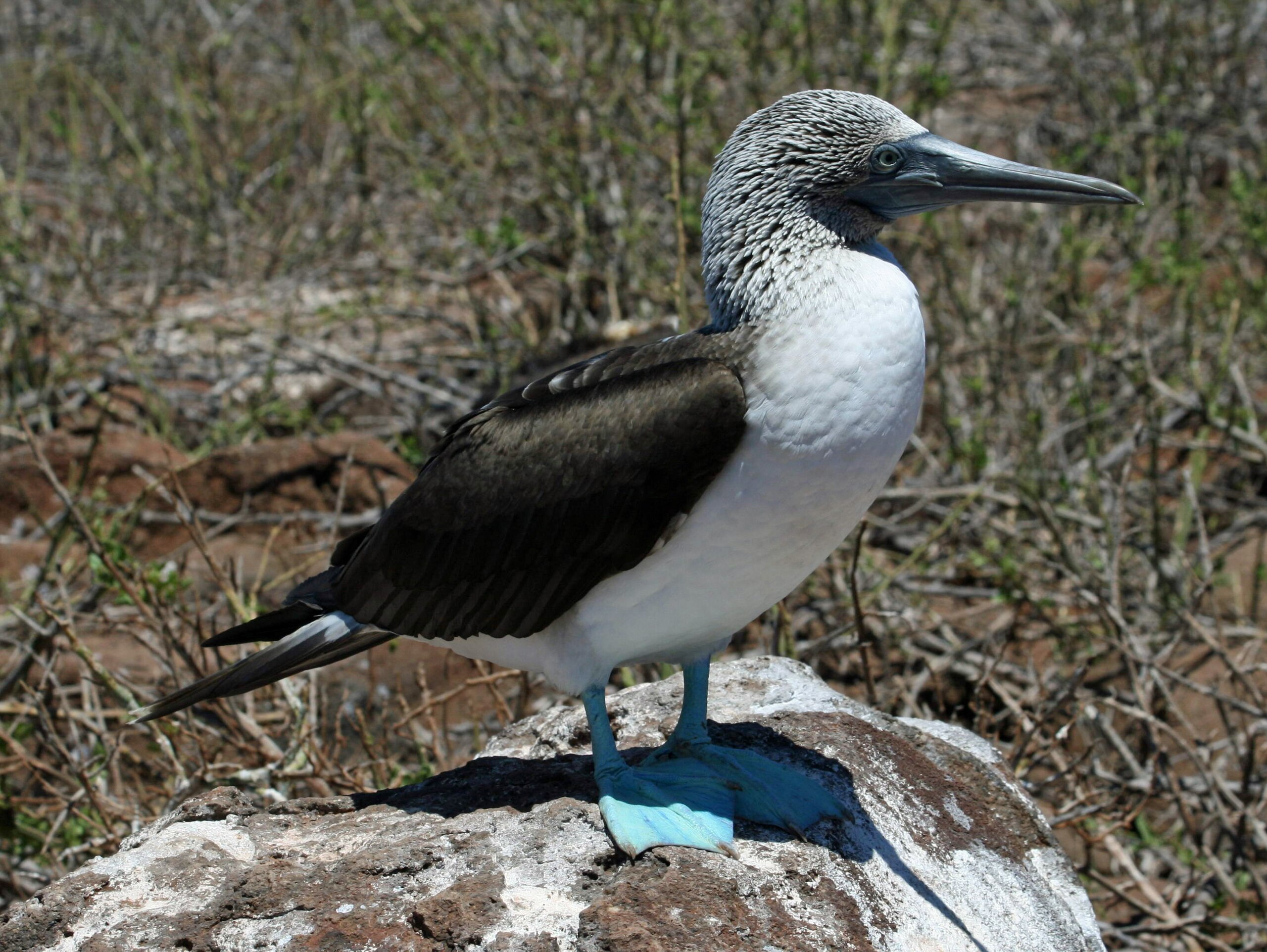 File:Blue-footed Booby (Sula nebouxii) (20170776878).jpg - Wikimedia Commons