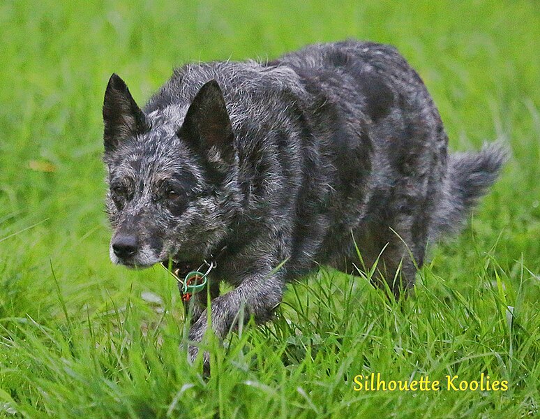 File:Blue Merle Koolie.jpg