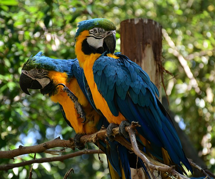 File:Blue and gold macaw.jpg