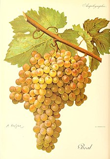 Boal (grape) varietal