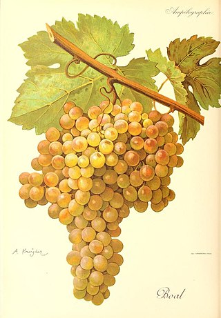 <span class="mw-page-title-main">Boal (grape)</span> Variety of grape
