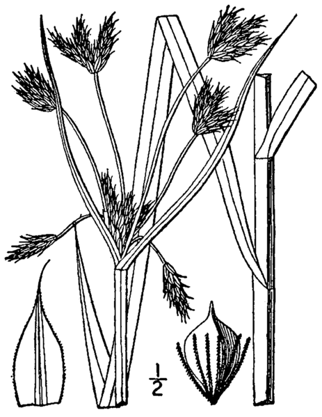 File:Bolboschoenus fluviatilis BB-1913.png