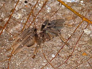 Borneo "Black" Tarantula (Lampropelma sp.) bleeding male (female is black) (15590296961).jpg