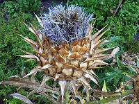 Botany Bay - Cynara cardunculus 1.jpg