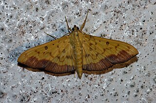 <i>Botyodes asialis</i> Species of moth