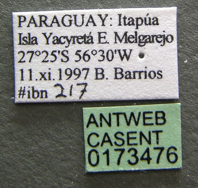 File:Brachymyrmex fiebrigi casent0173476 label 1.jpg