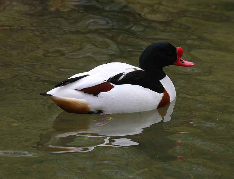 File:Brandgans Tierpark Hellabrunn-1.jpg