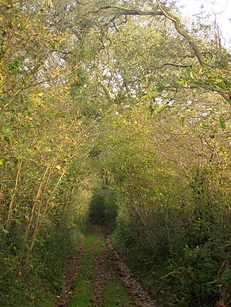 File:Bridleway to Warren House - geograph.org.uk - 3736607.jpg