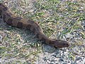 Brown watersnake reptile nerodia taxispilota.jpg