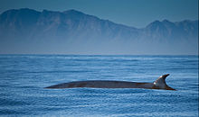 A B. brydei in False Bay, South Africa, showing upright dorsal fin, which is often nicked or frayed on its trailing edge (shown here) Brydes whale.jpg