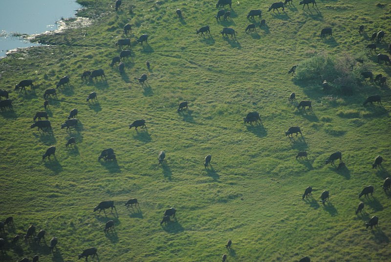 File:Buffaloes spotted during a scenic flight over the Okavango Delta - Botswana - panoramio.jpg