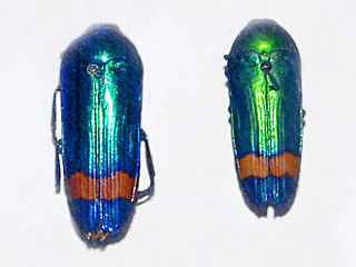 <i>Conognatha splendens</i> Species of beetle