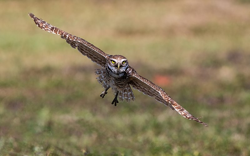 File:Burrowing Owl in Flight.jpg