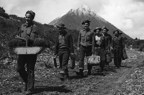 Civilian Conservation Corps enrollees carrying transplants to the fields, Shasta National Forest, 1930s