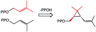 Cyclopropanation reaction producing chrysanthemyl diphosphate, an intermediate in the biosynthesis of chrysanthemic acid CCPaseRxn'.png