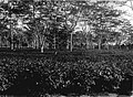 COLLECTIE TROPENMUSEUM Thee-aanplant onder Albizzia te Pager Djawa Oost-Sumatra ca. 1925. TMnr 60014095.jpg