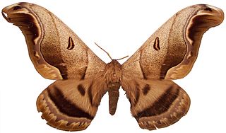 <i>Caio</i> (moth) Genus of moths