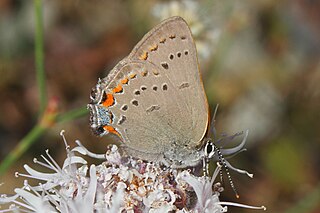 <i>Satyrium californica</i> Species of butterfly