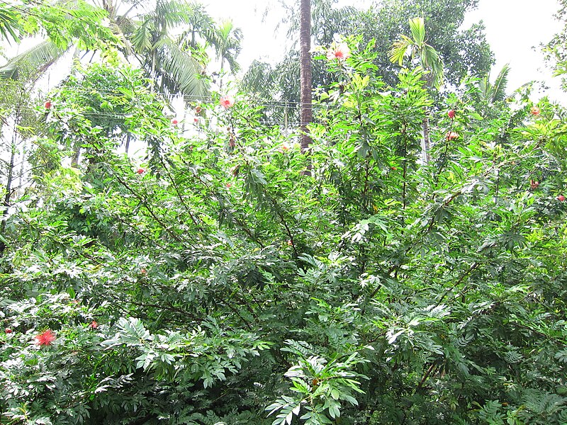 File:Calliandra Haematocephala - വാക 05.JPG