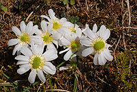 C. anemonoides, anemonsmyckeblomma