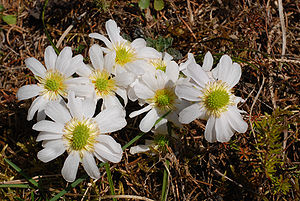 Anemonen-Schmuckblume (Callianthemum anemonoides)
