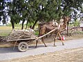 Camel cart.JPG