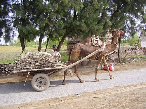 A camel harnessed to a cart loaded with branches and twigs