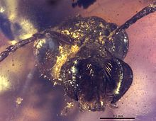 C. janovitzi mandibles, labrum, and denticles Camelomecia janovitzi AMNH-BUTJ003 Head.jpg