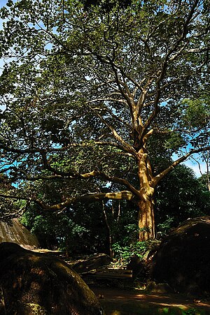 Sterculia Apetala