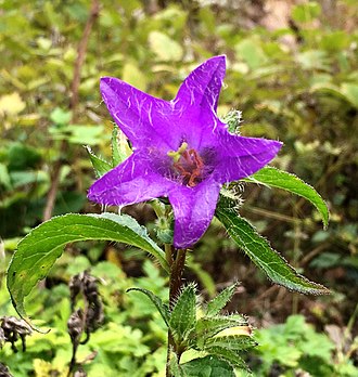 Close-up showing the fine hairs on the leaves and petals of C. trachelium
on the GR 5 by the river Doubs Campanula trachelium Charmauvillers.jpg