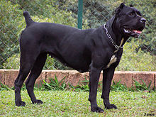 corso cane dog italian mastiff wikipedia italiano dogs canecorso wiki breed mastiffs roman