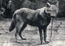 Sicilian wolf (extinct)