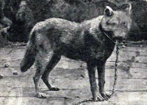 Canis Lupus: Etimologia, Descrizione fisica, Evoluzione e tassonomia