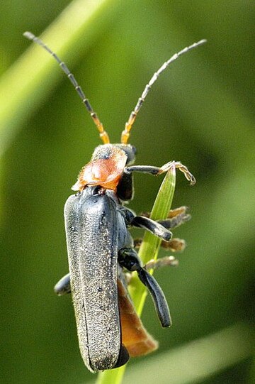 Cantharis fusca