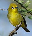 Cape White-eye, Zosterops pallidus, at Marakele National Park, Limpopo Province, South Africa (46677904741), crop.jpg