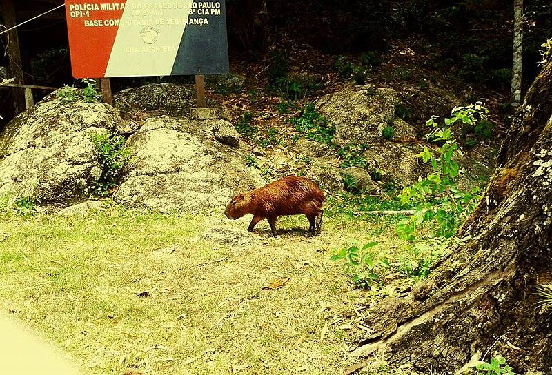 File:Capivara em paz em Anchieta.jpg