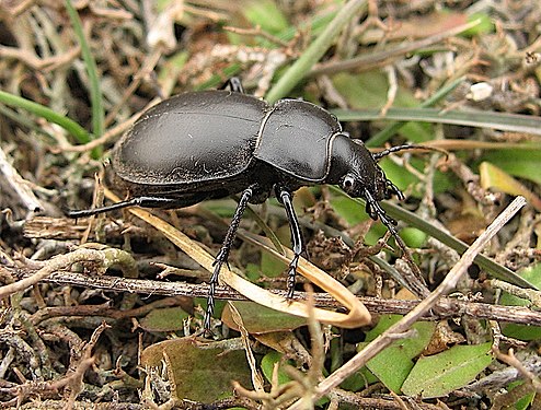 Турун бесарабський Carabus (Tomocarabus) bessarabicus Fischer von Waldheim, 1823 (Coleoptera, Carabidae) у природному середовищі існування.