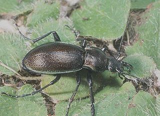 <i>Carabus scheidleri</i> Species of beetle